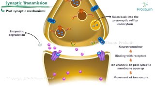 Synaptic Transmission Animation   Nerve Physiology [upl. by Karena105]