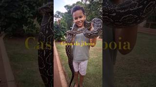 Jiboia BCO animaisdeestimação snakecobra animaissilvestres boaconstrictor snake animais [upl. by Mil]