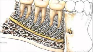 Rapports anatomiques de la troisième molaire mandibulaire [upl. by Yatzeck931]