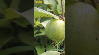 😱🌱12 அடியில் காய்க்கும் தைவான் பிங்க்🍈Taiwan Pinkguavataiwanpinkplantinggardeningorganic [upl. by Elodie]