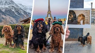 Dogs travel all over Europe  SWNS [upl. by Adnavoj536]