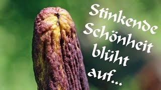 Stinkende Schönheit blüht auf  Herbert Grabner und seine Wunderblüte  AUSTRIA FILM 086 [upl. by Fabe]