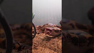 Kenyan sand boa feeding kenyansandboa reptiles reptile snake boaconstrictor feeding [upl. by Ingar]