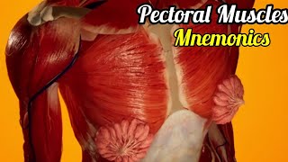 Muscles of pectoral region mnemonic  Pectorals muscle Mnemonics  Pectoralis major 3d animation [upl. by Dyane]