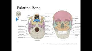 Dr Benaduce Facial bones Axial Skeleton Lecture [upl. by Terra96]