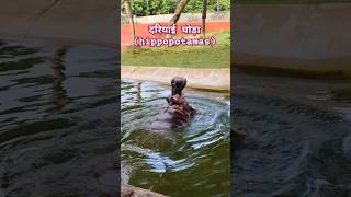 🦛 hippocampus hippopotamus hippo nature youtubeshorts Jaiswalpooja7 [upl. by Uni220]