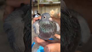 Kabutar hand feeding 🧐 pigeon birds shorts [upl. by Cirdes762]