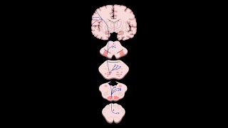 Neuroanatomy 101 Corticobulbar Pathway [upl. by Essyla]