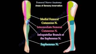 Femoral Nerve Anatomy  Femoral nerve injury [upl. by Neira]