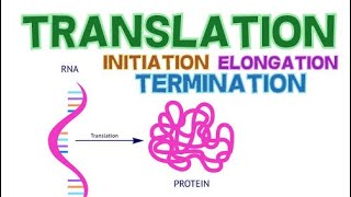 TRANSLATION  3 PHASES  INITIATION ELONGATION and TERMINATION  PROTEIN SYNTHESIS [upl. by Pamella928]