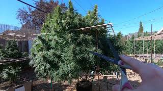 Do This Before Harvesting Your Outdoor Cannabis Plants  9272022 [upl. by Adnam835]