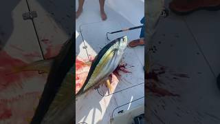 Perfect gaff shot fishing spearfishing tuna yellowfin atlantic sharks delicious fish [upl. by Nehgam401]