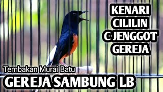 MURAI BATU GACOR FULL ISIAN TEMBAKAN GEREJA SAMBUNG LOVEBIRD CILILIN KENARI CUCAK JENGGOT [upl. by Sadonia]