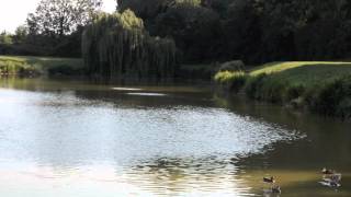 FENDICKS FISHERY WHITTINGTON NORFOLK [upl. by Aihsitan]