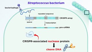 CRISPRCas9 Genome Editing Technology [upl. by Bible]