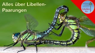 Alles über die Paarungsräder der Libellen [upl. by Ahsurej881]