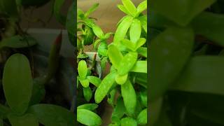 Staurogyne plant plants shorts short shortvideo gardening [upl. by Gierk]