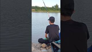 Cần mềm dây nhỏ rồi đem gẩy rô là lụm nhé các bác fishing shorts shortvideo hungcampingvlog [upl. by Enel]