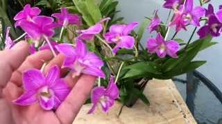 DENDROBIUM PHALAENOPSIS ORCHID CARE TIPS [upl. by Keyser477]