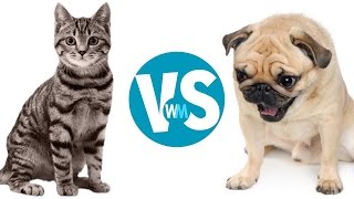 Cats Vs Dogs Which Makes a Better Pet [upl. by Korella]