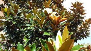 Magnolia grandiflora  southern magnolia HD 04 [upl. by Short]