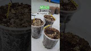 Growing chilli Mirch because gardening farming organicgardening [upl. by Danell]