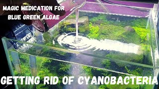 How I Get Rid Of Cyanobacteria From My Aquascapes  BlueGreen Algae Removal  Green Slime Part 1 [upl. by Henrik]