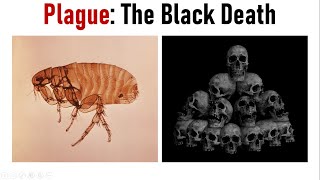 RatFleaYersinia Three Deadly Culprits of Plague  Black Death  Pneumonic amp Bubonic Plague [upl. by Anilosi]