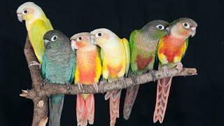 green cheek conure sound parrots bird Birds singing [upl. by Luckin]