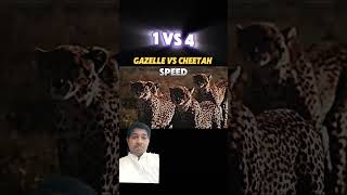 Gazelle vs cheetah subscribe cheetah gazelle viralvideo shortsviral [upl. by Nessie]