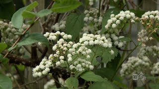 Weed Of The Week White Snakeroot [upl. by Itoyj]