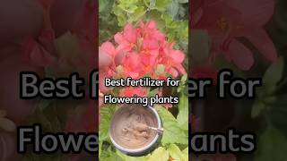 best fertilizer for flowering plants shortsyoutube youtubeshorts gardening fertilizer [upl. by Drwde604]