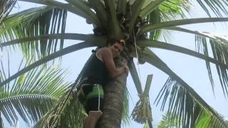 BecomingFilipino quotRegion 10 Listquot Ep 3  Mambuaya Coconut Tree Climbing [upl. by Malley]