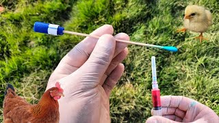 Poultry Samples  Phlebotomy  Chicken Tracheal and Cloacal Swab Samples  Dr ARSHAD [upl. by Chaffinch]