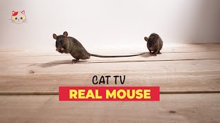 Mouse for Cats to Watch Real 🐁 REAL MICE FOR CATS TO BINGE WATCH 10 HOURS [upl. by Aicirpac]