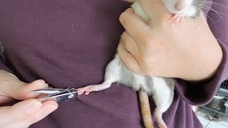 How to Trim Rats Nails [upl. by Nairod]