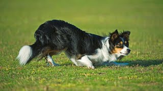 Border Collie vs Australian Shepherd Comparing Coats and Grooming [upl. by Aneahs]