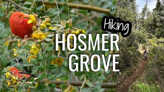 Hiking Hosmer Grove  Native bird heaven in Haleakala NP  Maui Hawaii [upl. by Normac471]