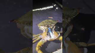 Timelapse of crab molting from its shell 😱 🎥 Viralhog [upl. by Veleda]