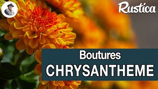 Comment bouturer le chrysanthème [upl. by Aigneis]