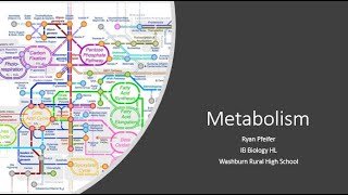 Metabolism amp Metabolic Pathways [upl. by Airdua]