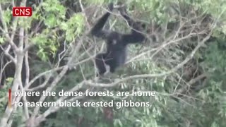 Explore endangered black crested gibbon reserve in S China [upl. by Aihsekat]