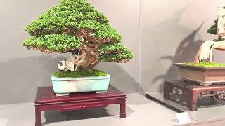 CONGRESO EUROPEO DE BONSAI Y SUISEKI REUS 20241 [upl. by Irrol]