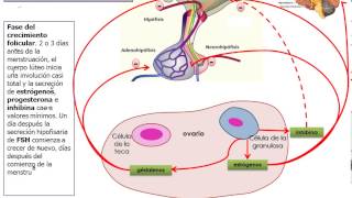 eje hipotalamo hipofisis ovario [upl. by Eissirk]