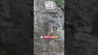 Epic Mountain Goat Climb Gone Wrong Daring Descent Down the Cliff [upl. by Llenal339]