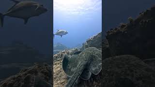 Formidable Hunting Pack All Types Fish 🐟🐠 fish amazing animals shortsfeed viralvideo [upl. by Corson279]