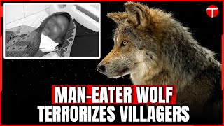 Indian authorities search for Elusive ManEater Wolf after latest attack  Uttar Pradesh [upl. by Nomzzaj]