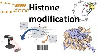 Histone modifications Introduction [upl. by Leena59]