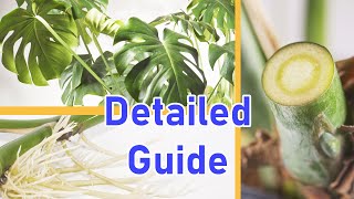 How To Propagate MONSTERA DELICIOSA 2 EASY Ways DETAILED [upl. by Sucramrej204]