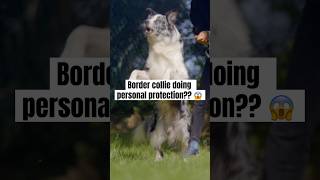 Personal protection with Border collie malinois and GSD training all in 32 seconds 😱😱😱 [upl. by El]